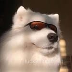 Avatar of Aisha Raza