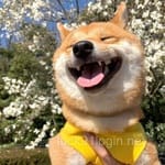 Avatar of Mehwish Iqbal